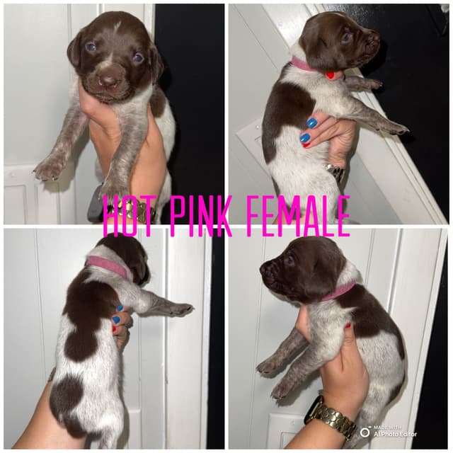 German Shorthaired Pointer Puppies media 4