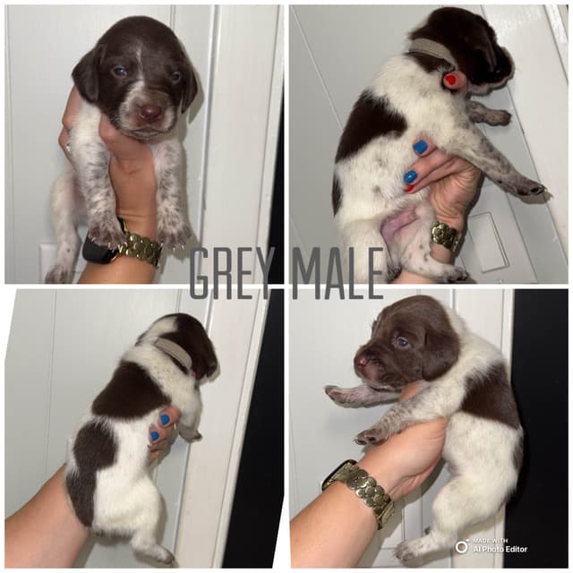 German Shorthaired Pointer Puppies media 8