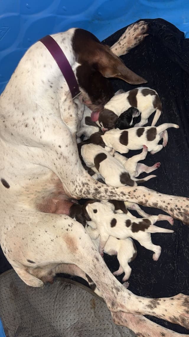German Shorthaired Pointer Puppies media 14