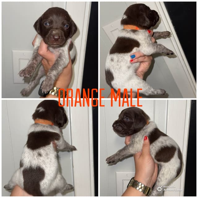German Shorthaired Pointer Puppies media 7