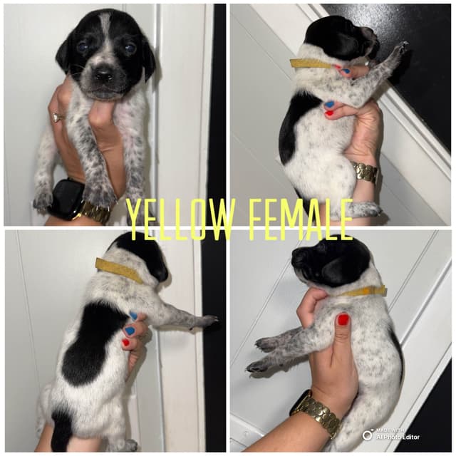 German Shorthaired Pointer Puppies media 5