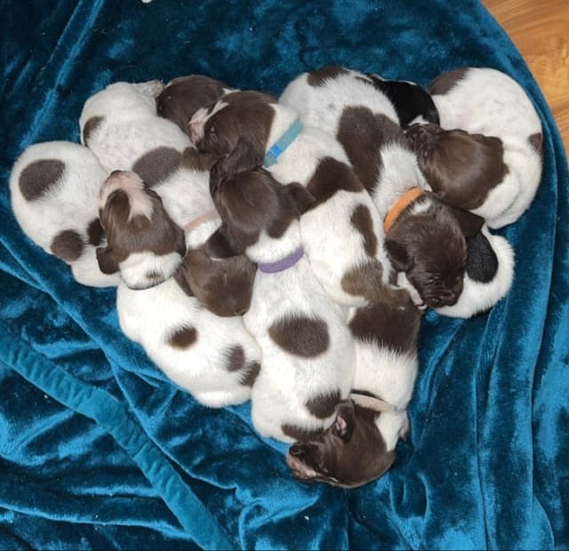 German Shorthaired Pointer Puppies media 11