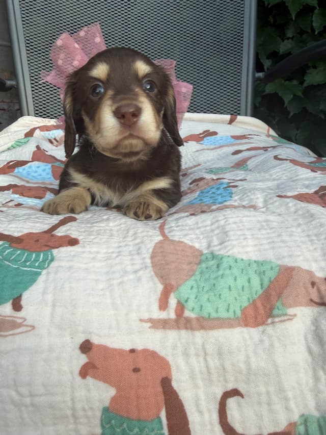 Dachshund Puppies- mini long hair media 2