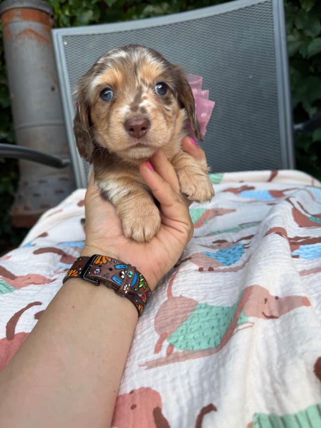 Dachshund Puppies- mini long hair media 3