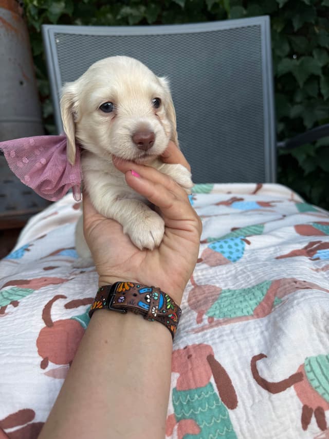 Dachshund Puppies- mini long hair media 4