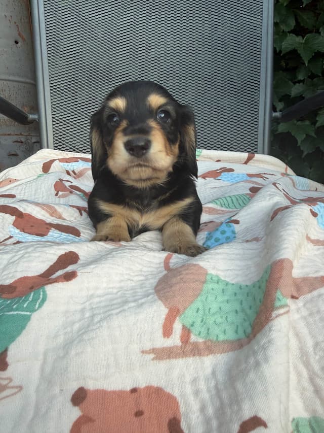 Dachshund Puppies- mini long hair media 5