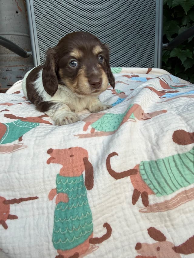 Dachshund Puppies- mini long hair media 6