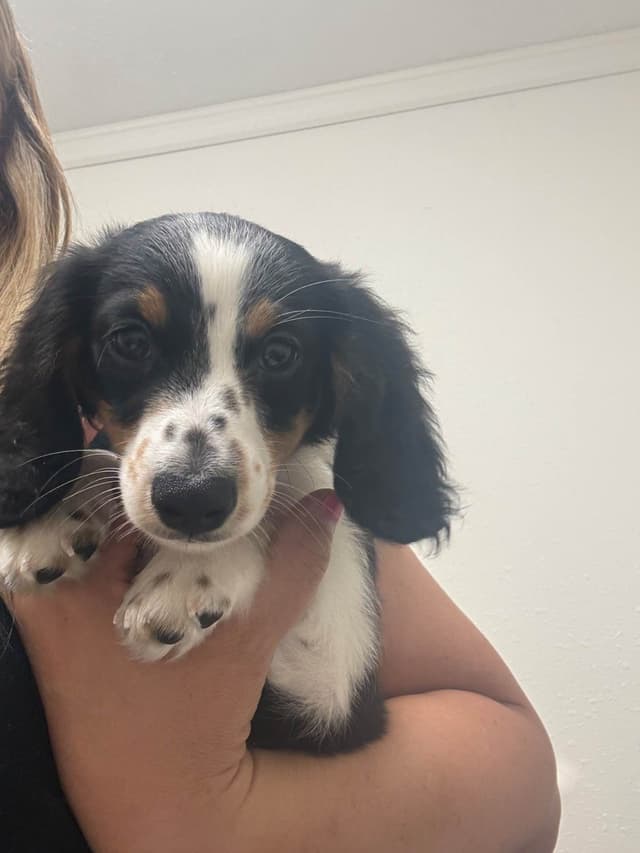Dachshund Puppies- mini long hair media 7