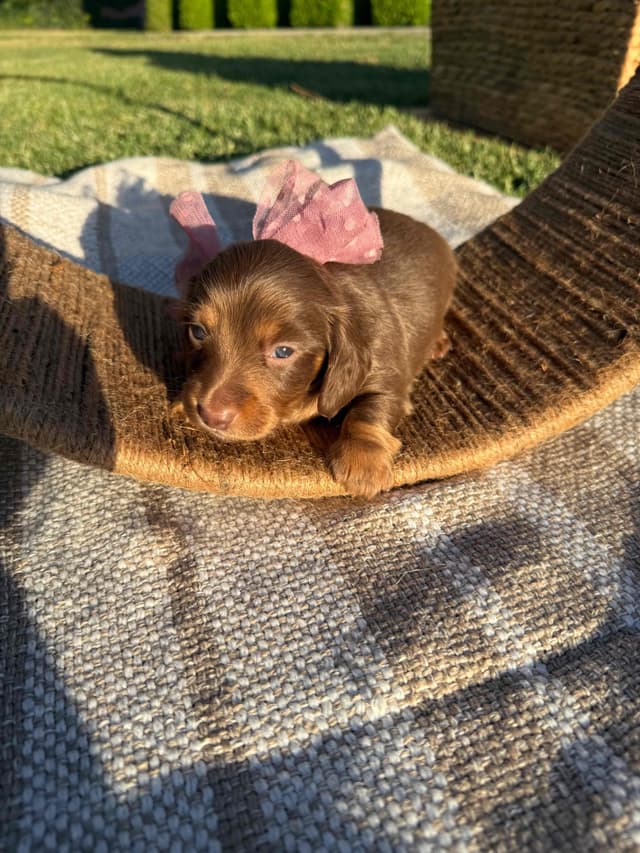 Dachshund Puppies media 2