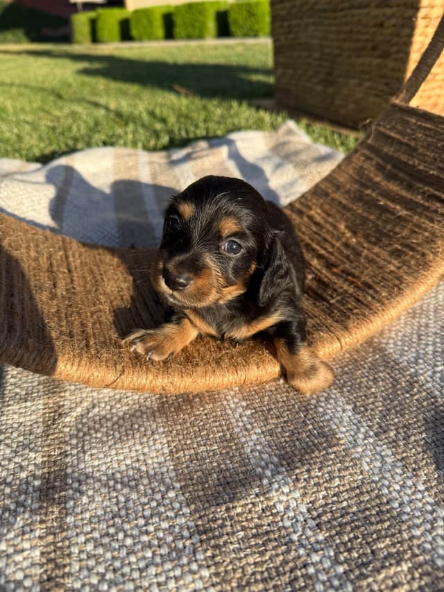 Dachshund Puppies media 3