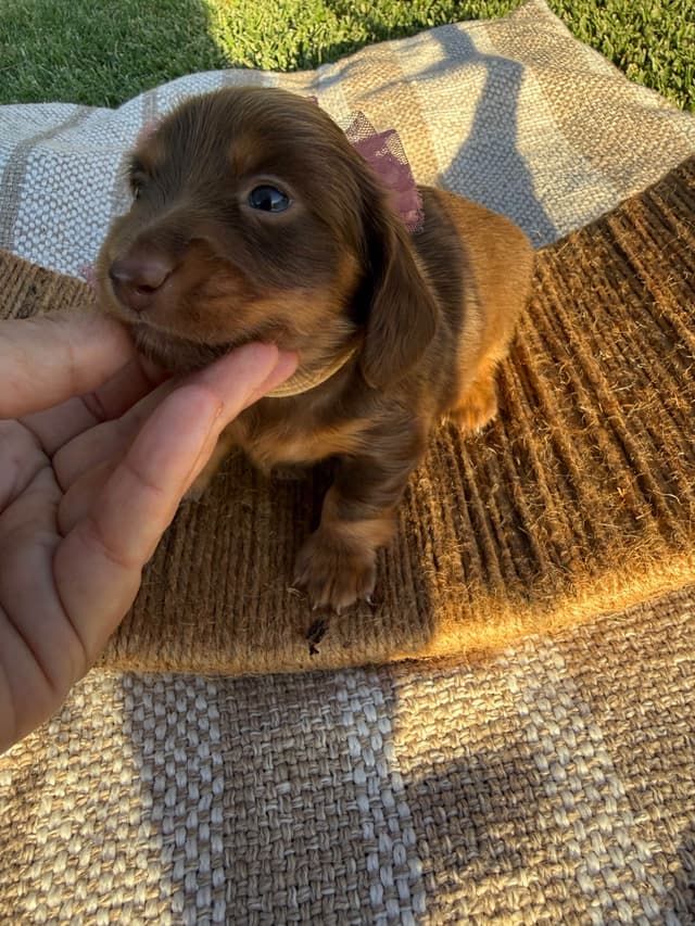 Dachshund Puppies media 6