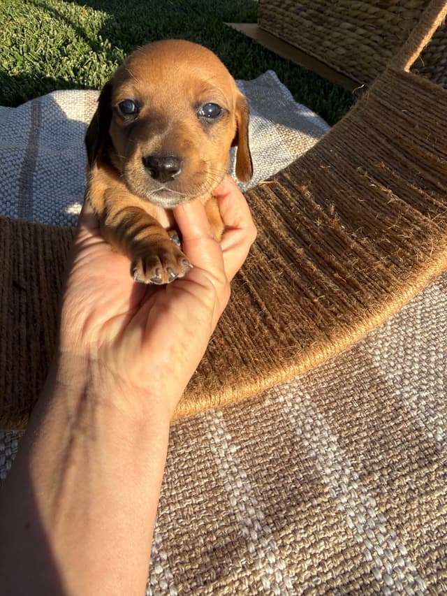 Dachshund Puppies media 4