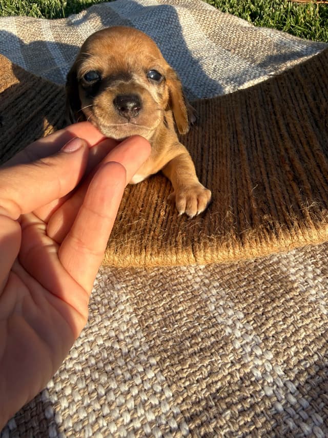 Dachshund Puppies media 5