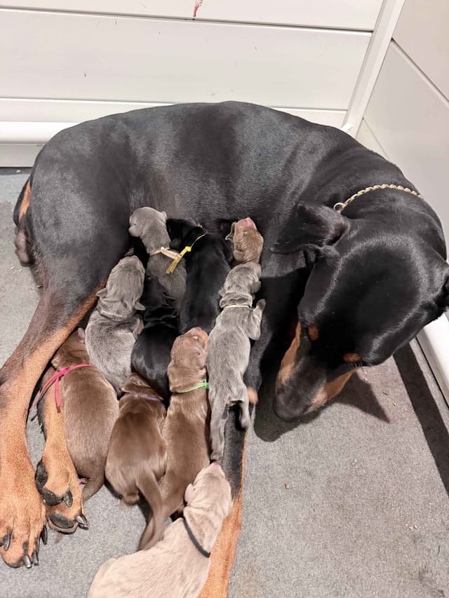 Doberman Pinscher Puppies media 3