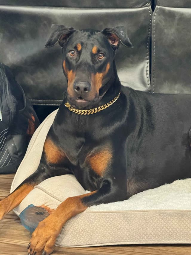 Doberman Pinscher Puppies media 4