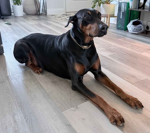 Doberman Pinscher Puppies media 5