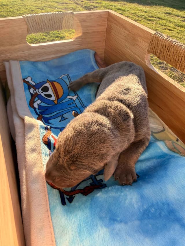 Doberman Pinscher Puppies media 9