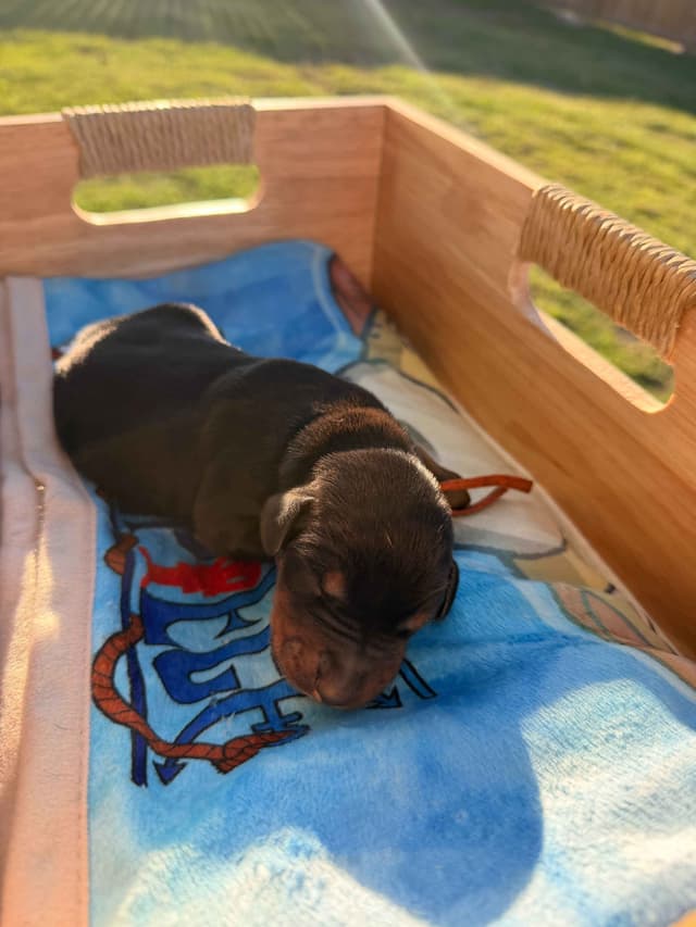 Doberman Pinscher Puppies media 11
