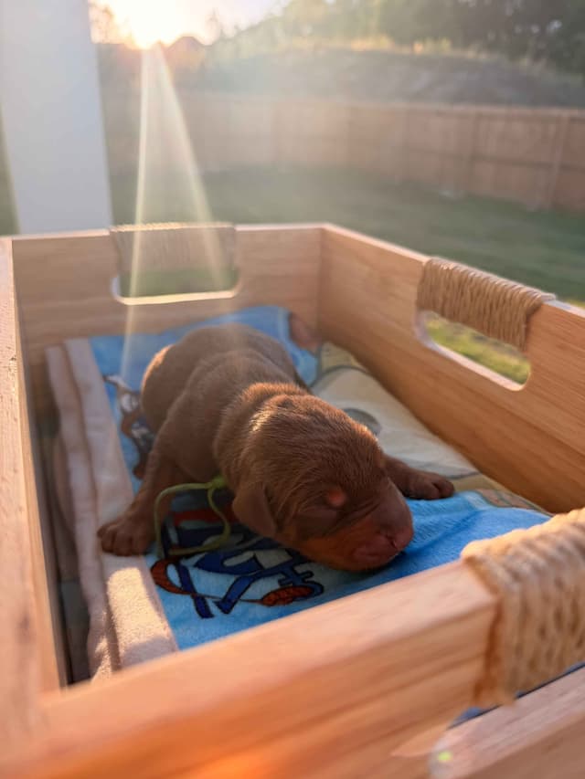 Doberman Pinscher Puppies media 13