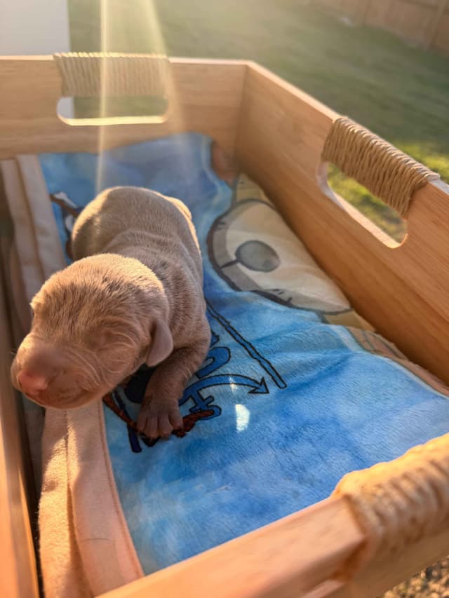 Doberman Pinscher Puppies media 15