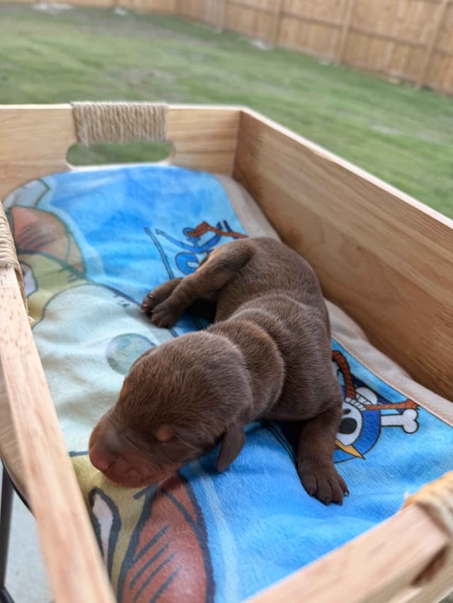 Doberman Pinscher Puppies media 17