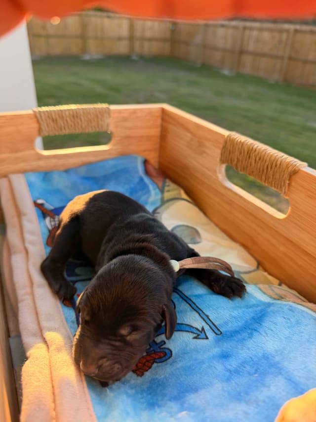 Doberman Pinscher Puppies media 23