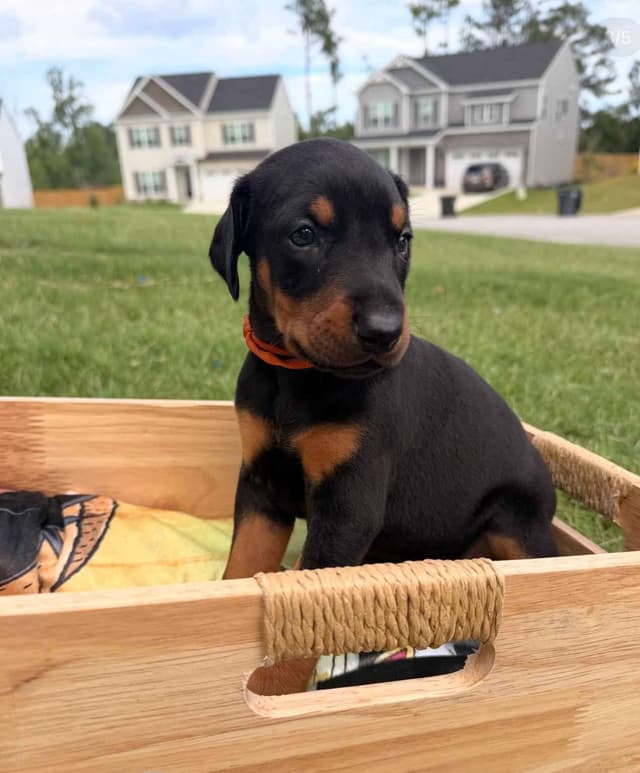 Doberman Pinscher Puppies media 24