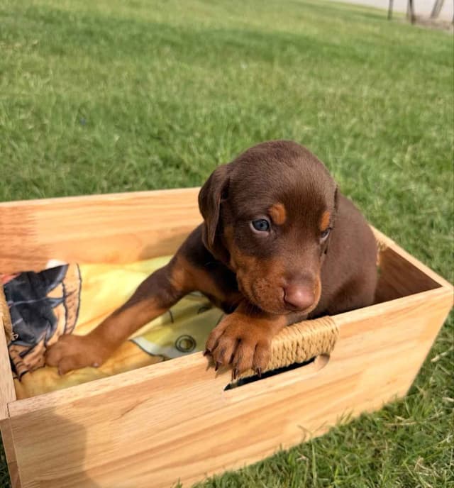 Doberman Pinscher Puppies media 10