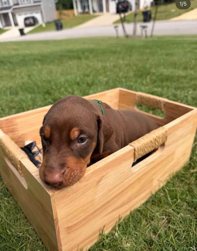 Doberman Pinscher Puppies media 12
