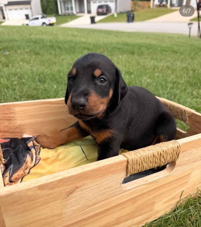 Doberman Pinscher Puppies media 18