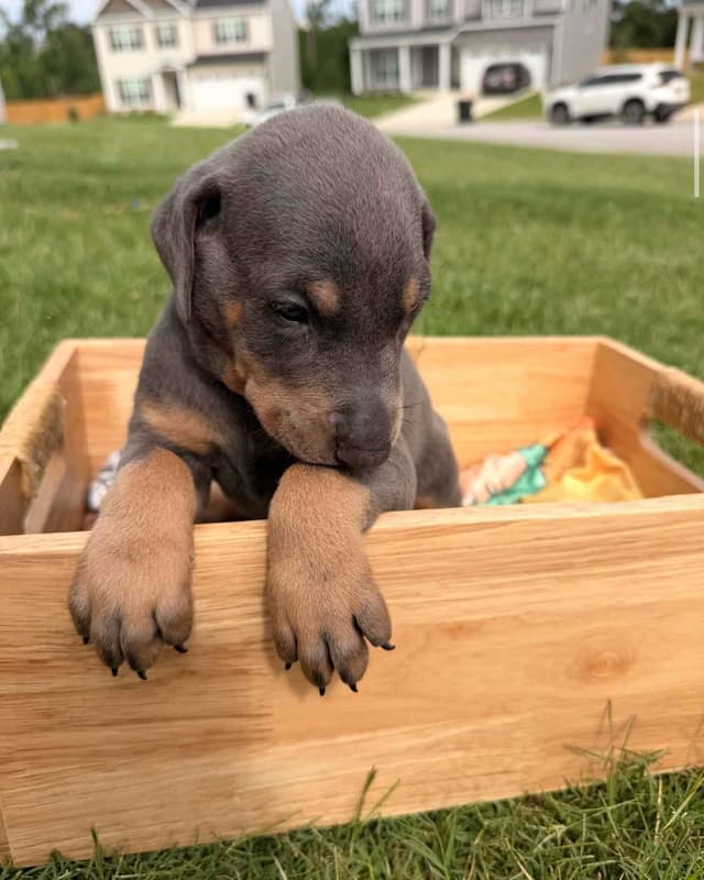 Doberman Pinscher Puppies media 8