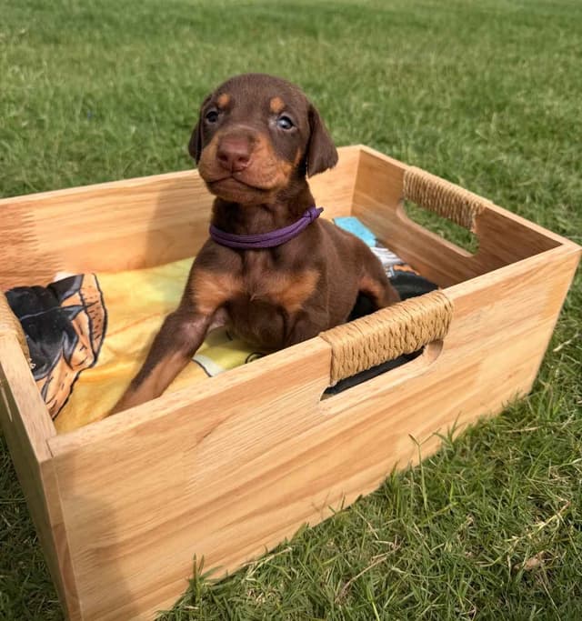 Doberman Pinscher Puppies media 20