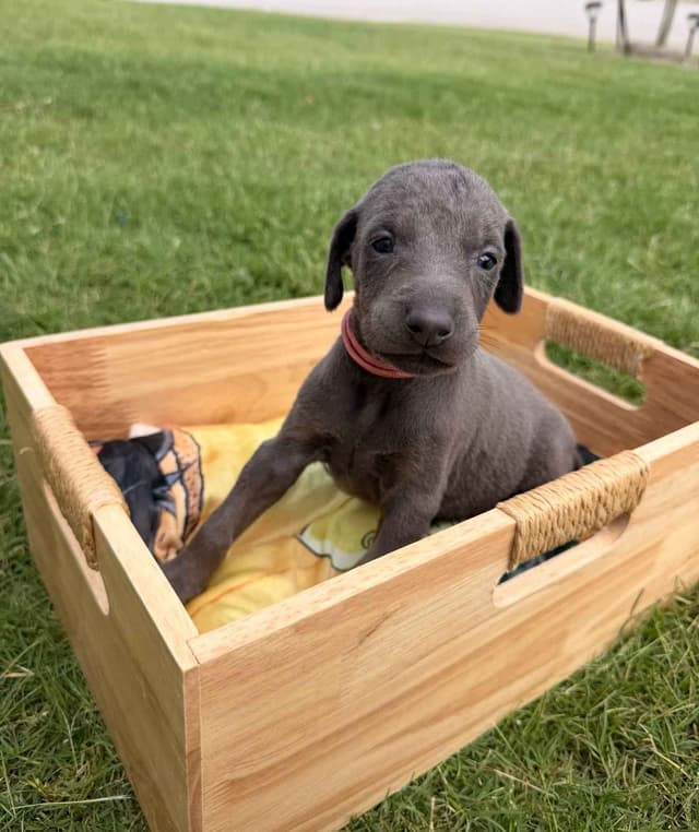 Doberman Pinscher Puppies media 6