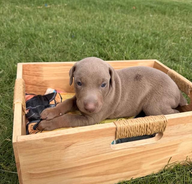 Doberman Pinscher Puppies media 14