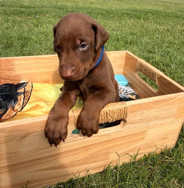 Doberman Pinscher Puppies media 16