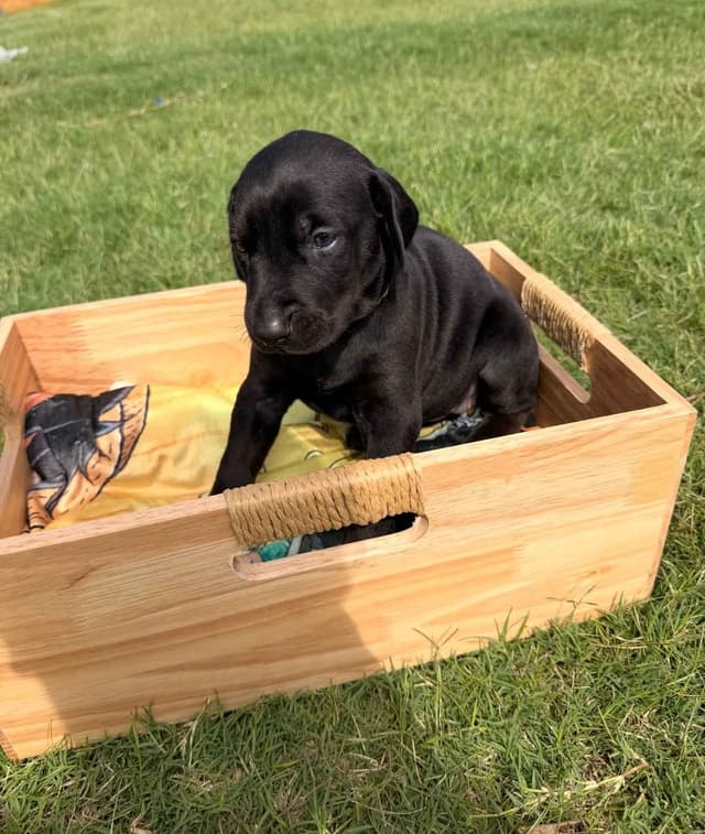 Doberman Pinscher Puppies media 22