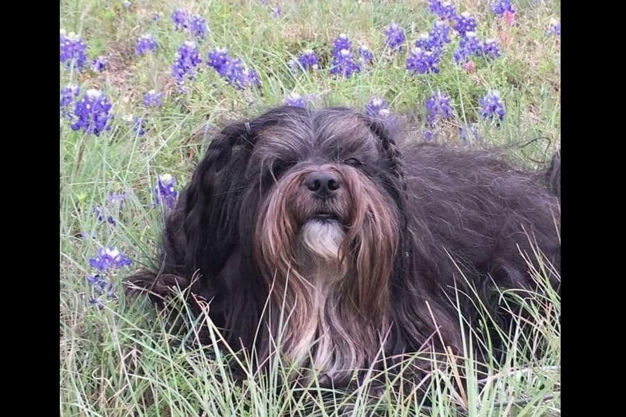 Lhasa Apso Puppies breeder image 9