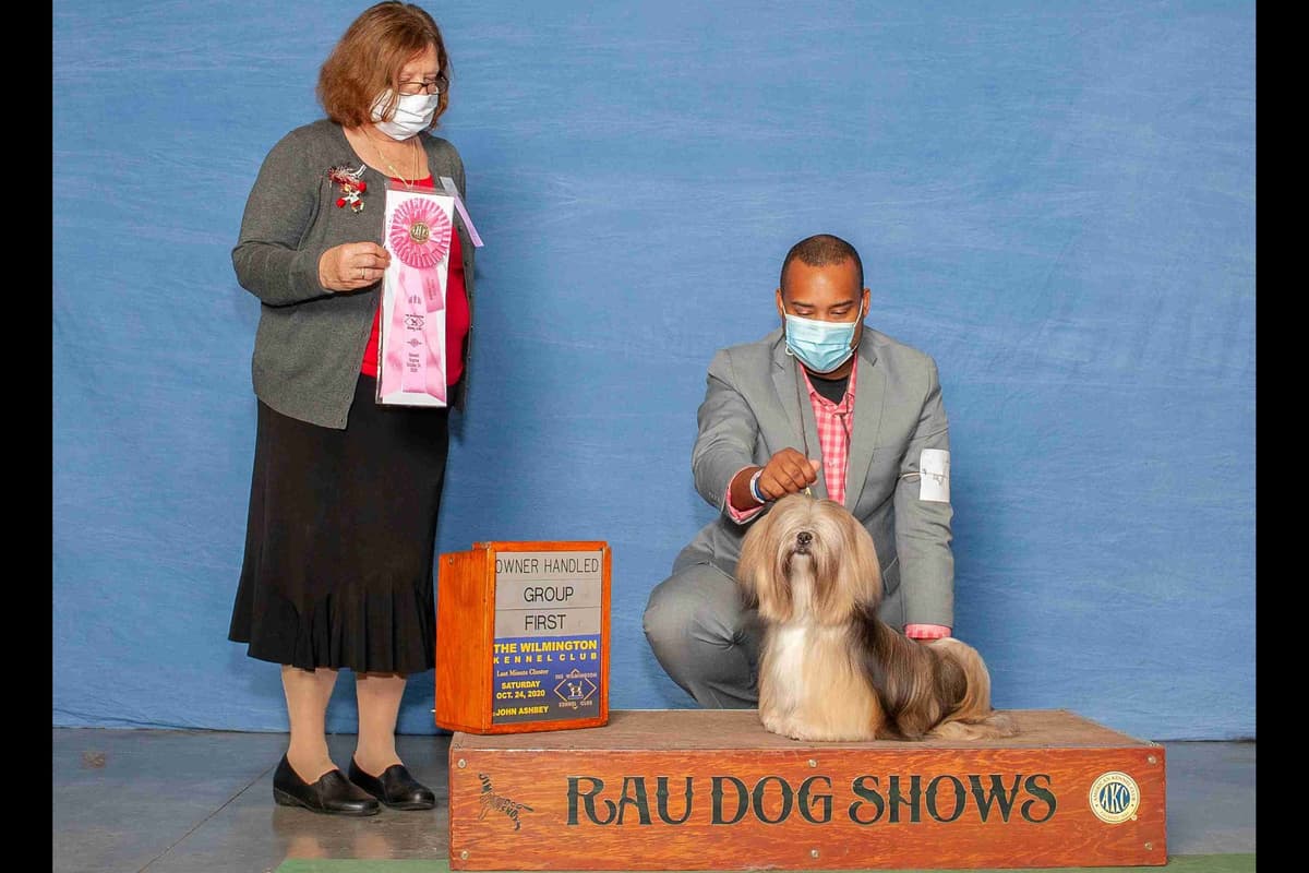 Lhasa Apso Puppies breeder image 6