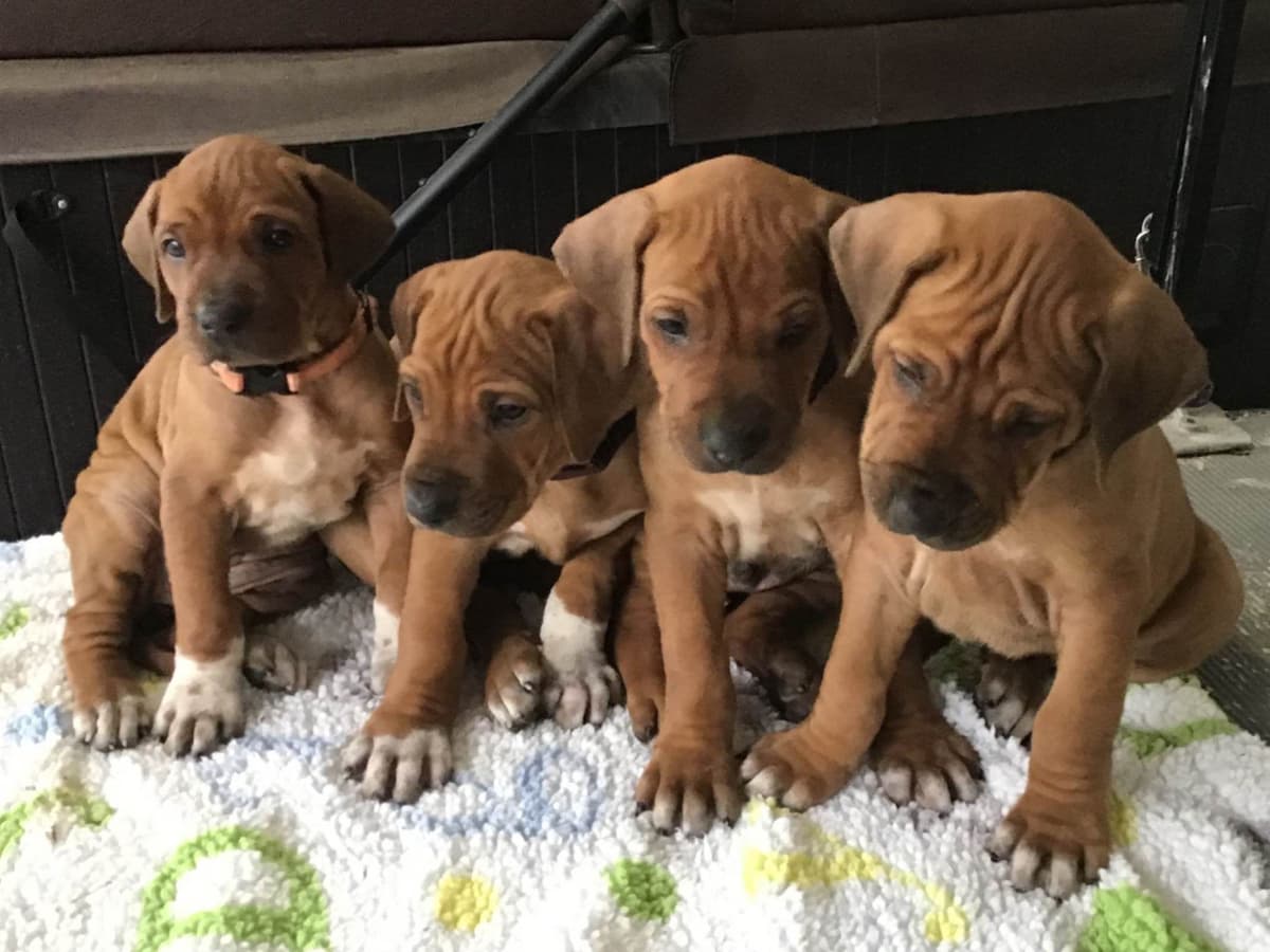 Lhasa Apso Puppies breeder image 12