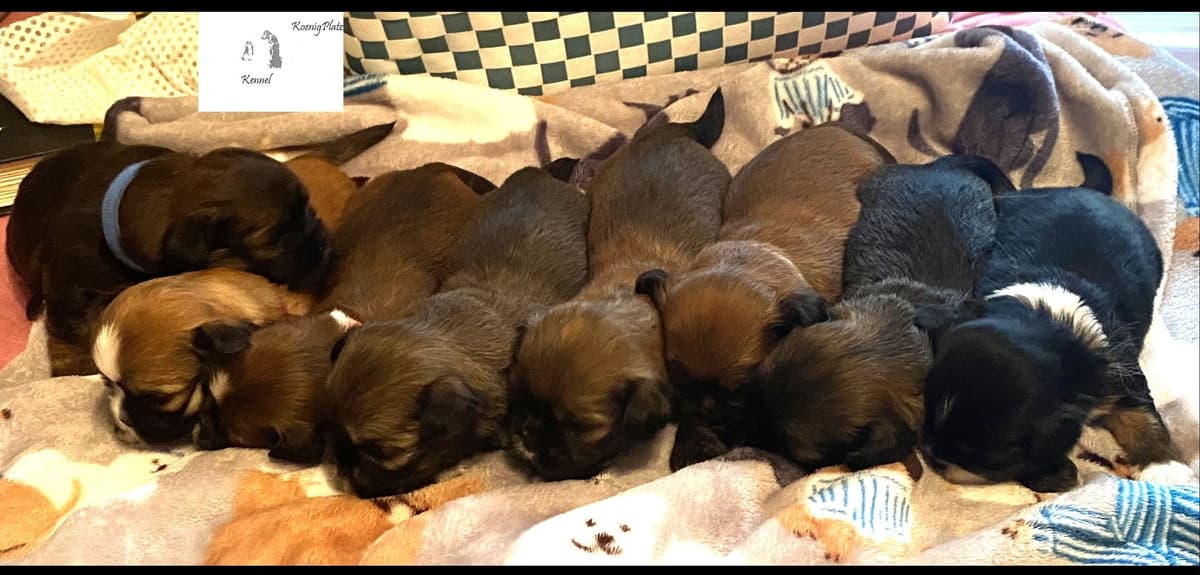 Lhasa Apso Puppies breeder image 1