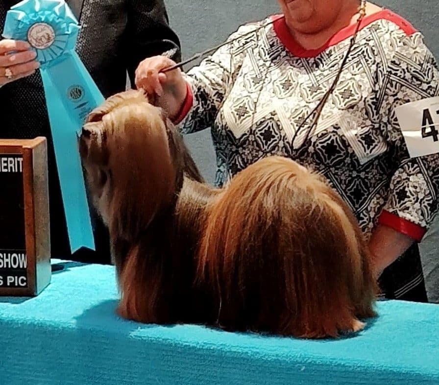 Lhasa Apso Puppies breeder image 4