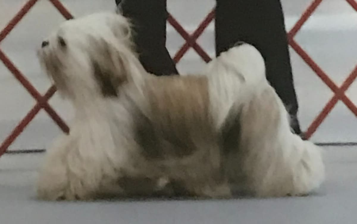 Lhasa Apso Puppies breeder image 8