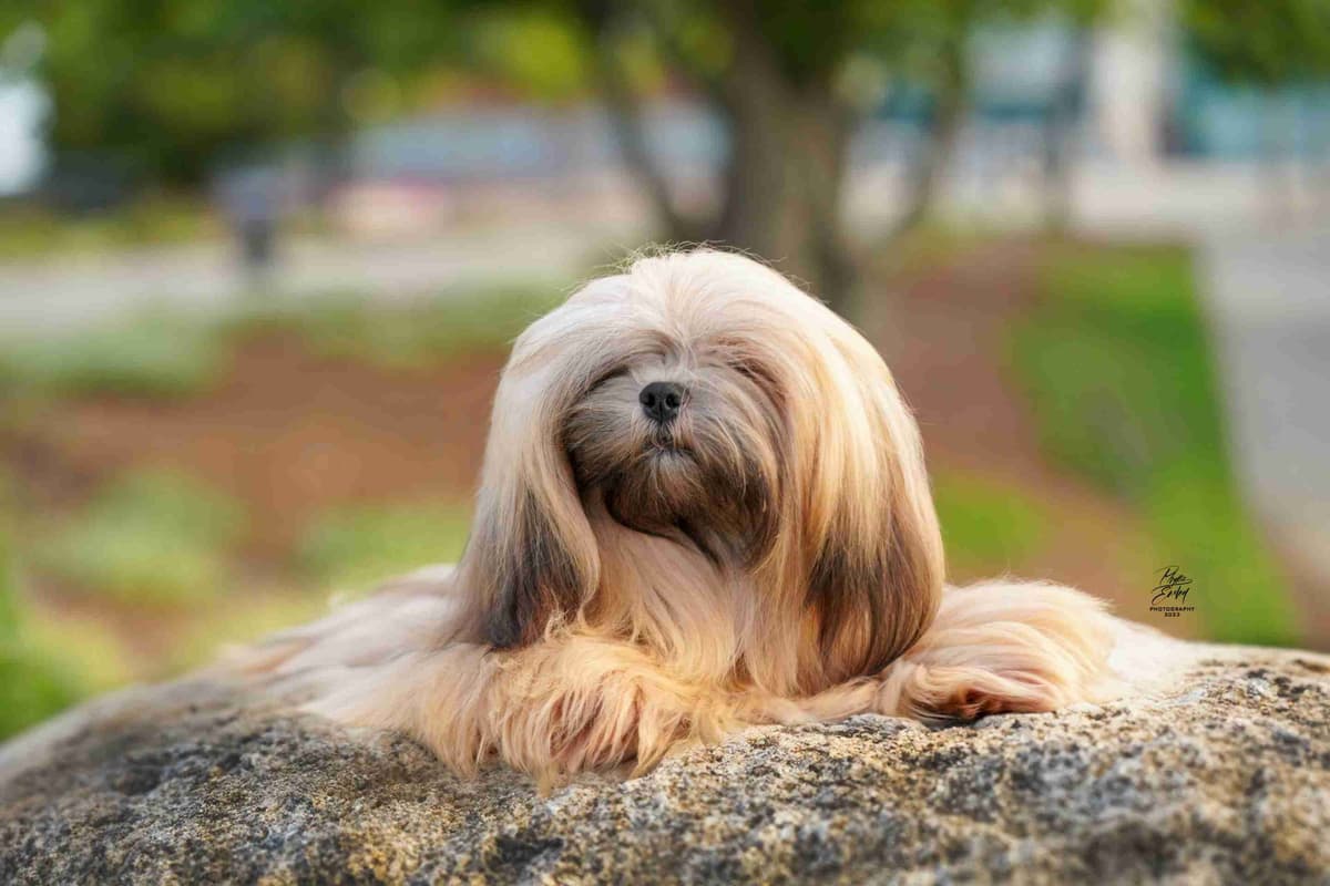 Lhasa Apso Puppies breeder image 7