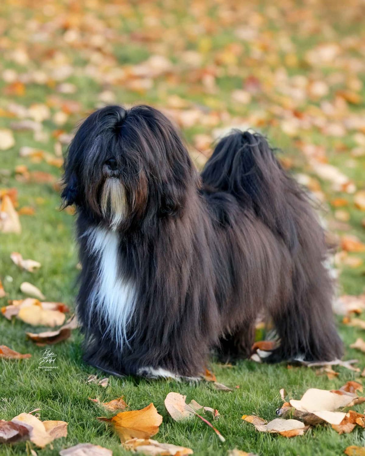 Lhasa Apso Puppies breeder image 11