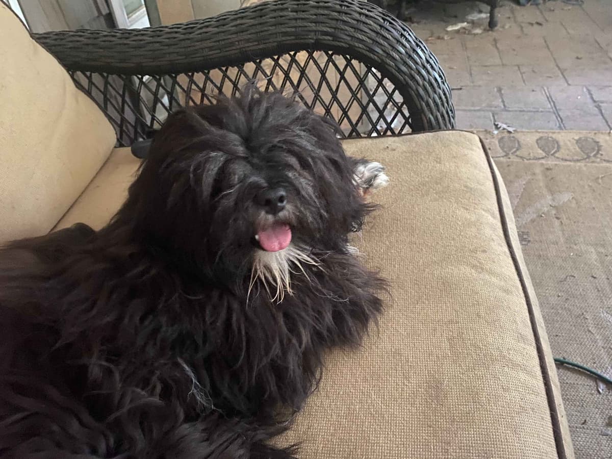 Lhasa Apso Puppies breeder image 10