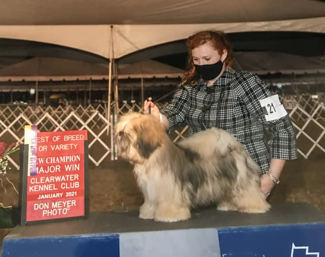 Lhasa Apso Puppies media 7