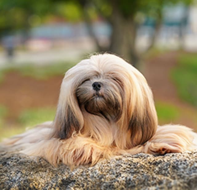 Lhasa Apso Puppies media 5