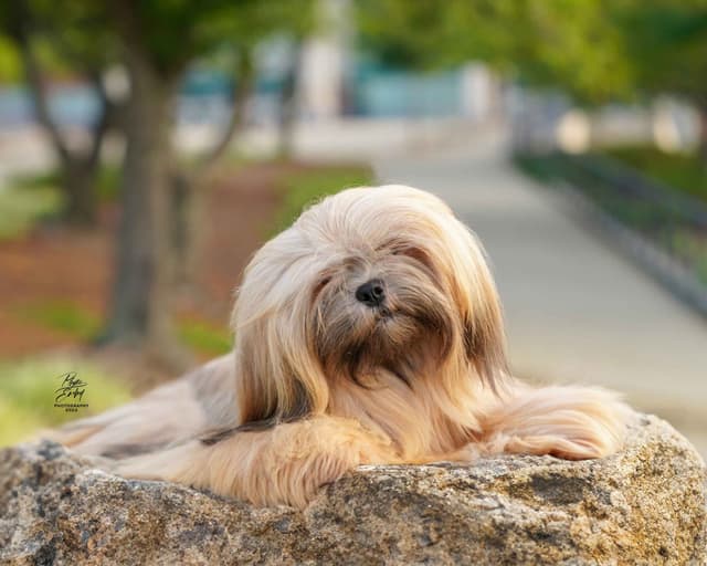 Lhasa Apso Puppies media 4