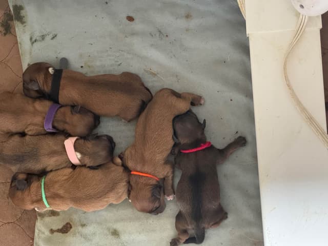Lhasa Apso Puppies media 3