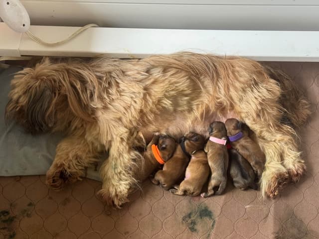 Lhasa Apso Puppies media 2